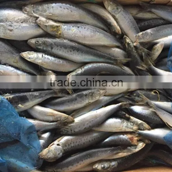 Frozen Whole Round Sardine 10-12pcs/kg for Market photo-3