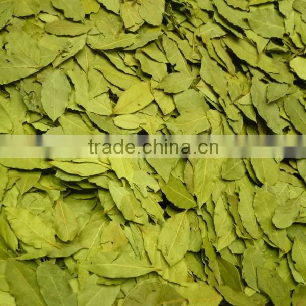Bay Leaf Manufacturer Dry