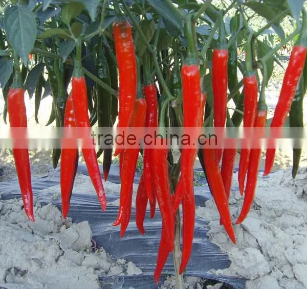 Hot Sale Hybrid High Yield Chili Pepper Seeds-Xian Yan No.9 photo-2