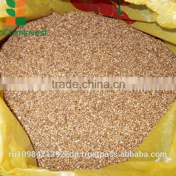 CORIANDER photo-5