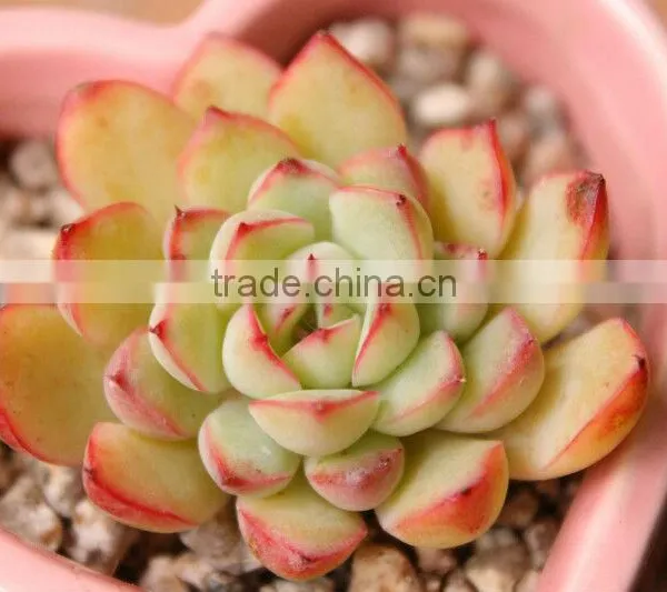 Horticultural Grade Diatomaceous Earth Potting Soil and Hydroponic Growing Medium photo-6