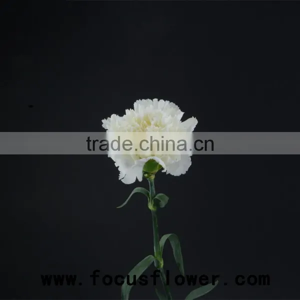 Fragrant Aroma Crazy Selling Anthurium Flowers Flower Pots Wholesale Snow White for Wedding Decoration From Kunming photo-6