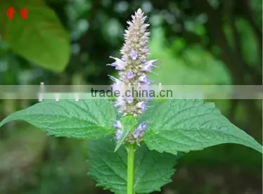Wholesale Suppliers of Pure Patchouli Essential Oil Herb Oil photo-2