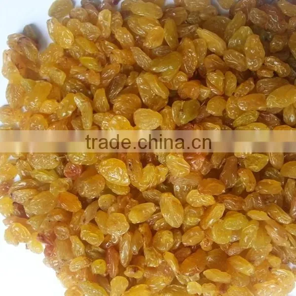 High Quality Golden Yellow Raisin From India photo-5