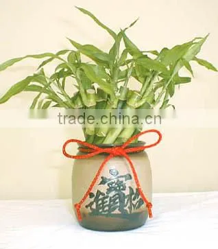 Decorative Plants for Living Room 40cm Straight Lucky Bamboo Live Plants for Wedding Gifts
