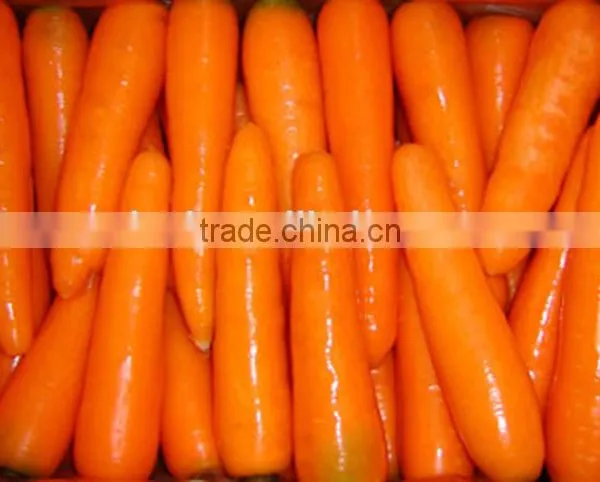 Chinese Fresh Carot of 2016 Crop photo-3