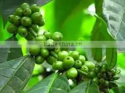 Green Ethiopian Coffee Bean