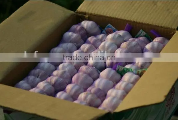 Chinese Normal White Fresh Garlic, 2016 Crop High Quality photo-2