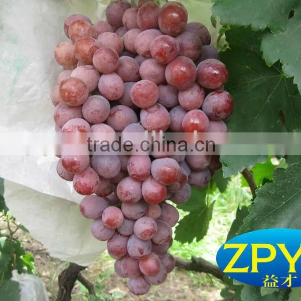 Best Red Globe Grapes