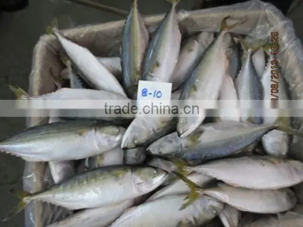Frozen Indian Mackerel
