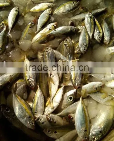 Horse Mackerel for Sale Frozen Horse Mackerel 20cm+