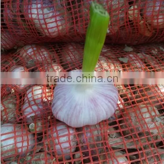 5.0cm Fresh Normal White Garlic for Sale photo-3