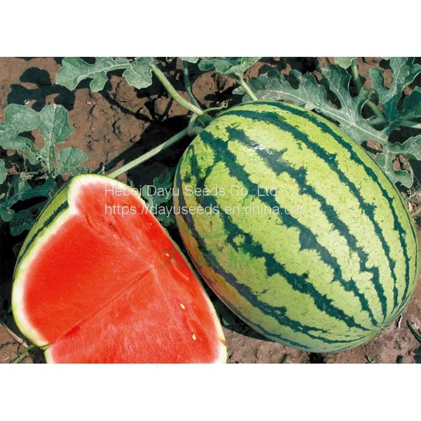 Medium Mature Large Fruit Watermelon Seedless Watermelon Watermelon Seeds Wholesale Suppliers photo-4
