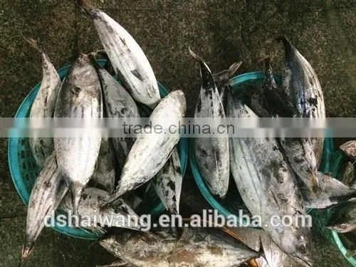 Frozen Seafood Skipjack Tuna Fish Sale With Size 300 - 750g + photo-3