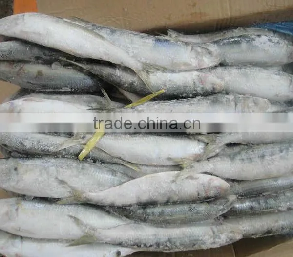 Frozen Sardine Fish Canned Sardine Sardinella Longiceps From Pacific Ocean photo-6