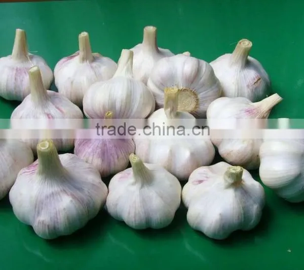 2015 Frozen Garlic photo-3