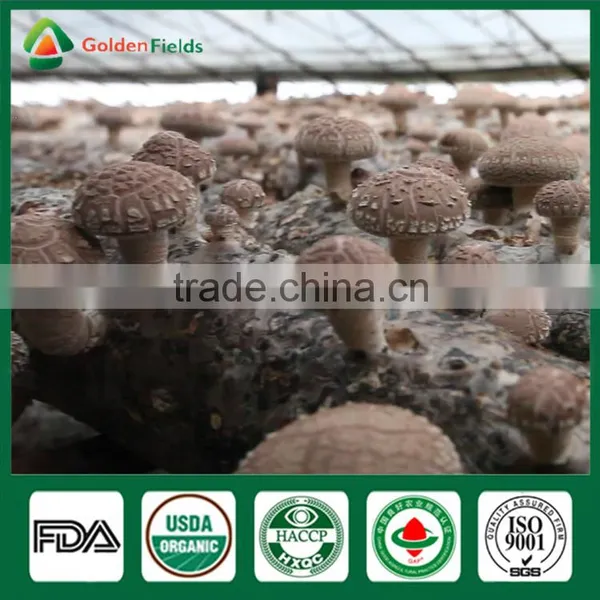 Golden Fields Supplier of Shiitake Spawn Mycelium Growing Bag Shiitake Mushroom Growing Kits photo-6