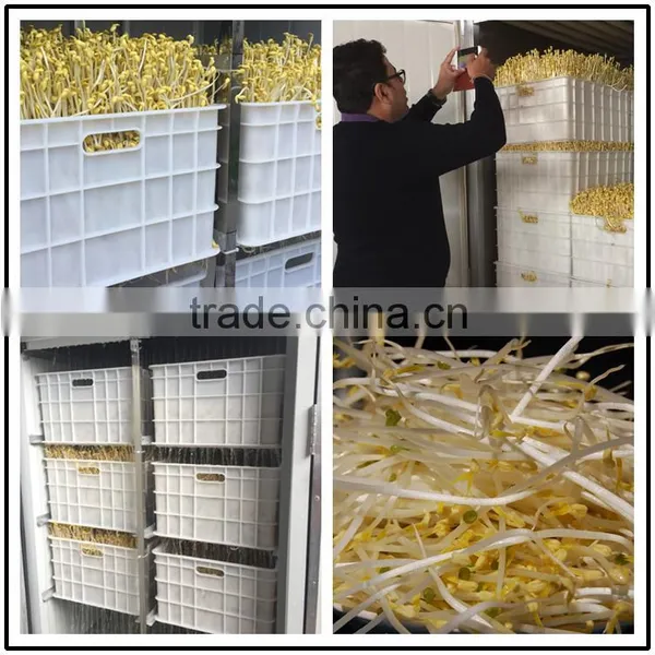 Bean Sprout Machine/yellow Bean Sprout Machine photo-3