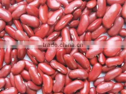 Supply Hot Sale English Red Kidney Beans With Competitive Price photo-6