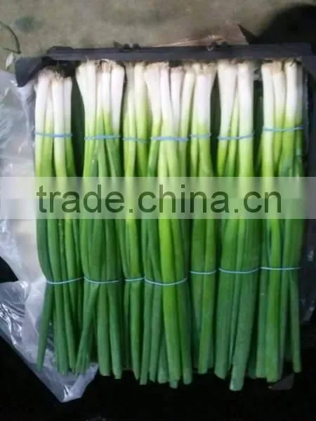Spring Onion photo-6