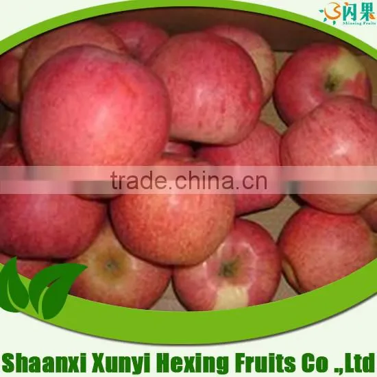 Farm Fresh Apples Qinguan Apple Ripe Apples photo-2