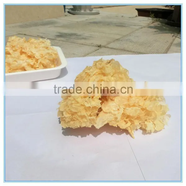 White Jelly Leaf Mushroom photo-2