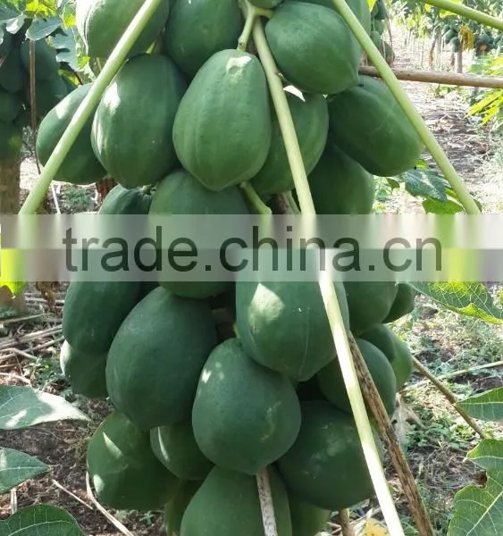 2016 Hybrid F1 High Yield Red Lady Papaya Seeds For Growing Thaiwan photo-4