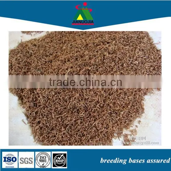 Dry Food Frozen Bloodworm