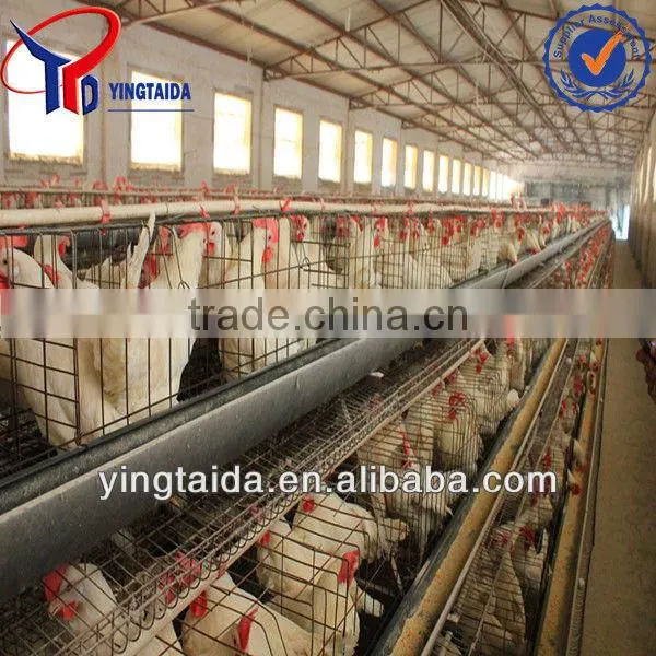Chiken photo-2