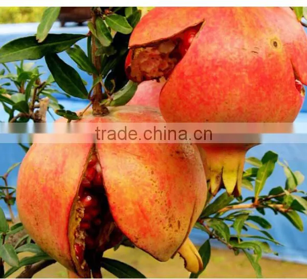 Water-soluble NPK Fertilizer photo-4