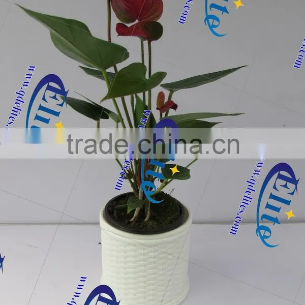 4 Mini Flower Pot Indoor/outdoor Flower Pot Color Flower Port photo-4