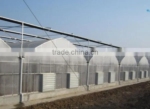 Cheap Multi-span Plastic Greenhouse for Fruits photo-5