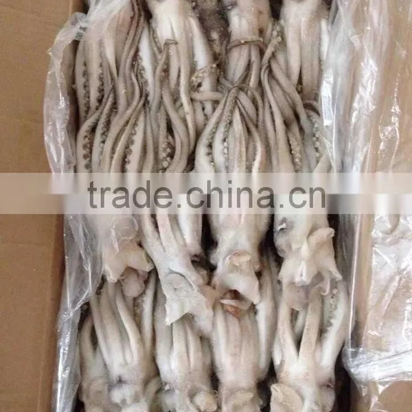 Seafood Illex Squid Frozen Squid Tentacle photo-2