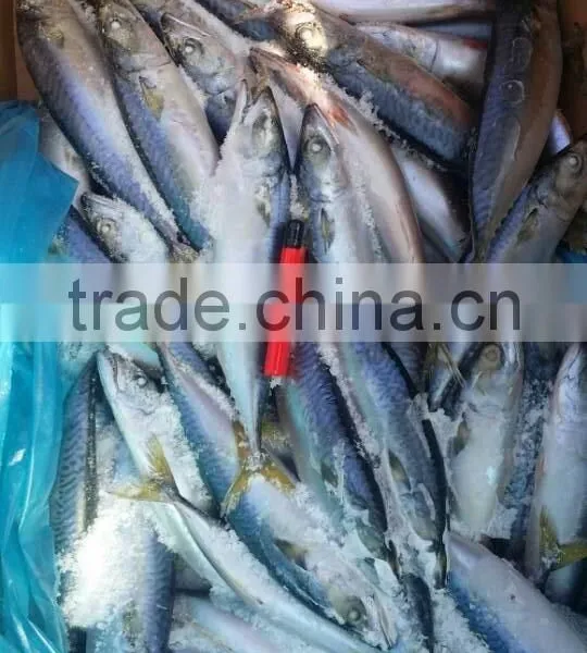 Frozen Pacific Mackerel photo-6