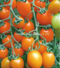 Yellow Cherry Hybrid Tomato Seeds for Sale photo-2