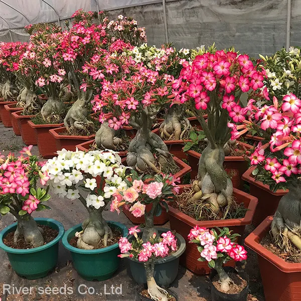 100pcs Mix Hybrid Wholesale Adenium Obesum Seeds Desert Rose Adenium Seeds for Sale