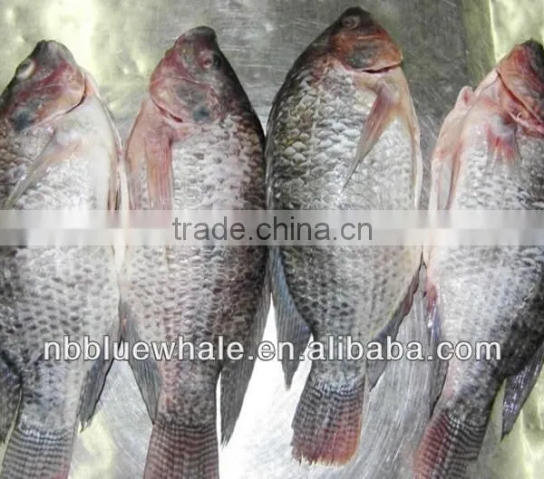 Frozen Tilapia Whole Round