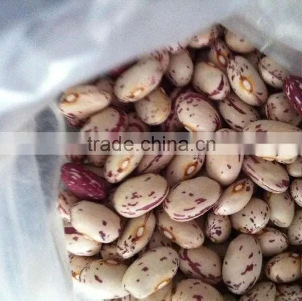 Kidney Bean photo-2