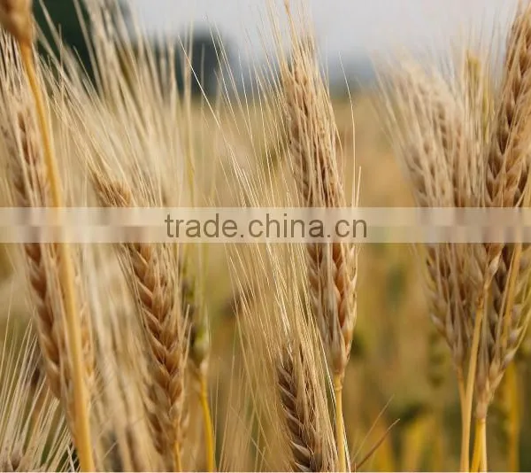 100% Pure Canadian Malt Barley Supplier