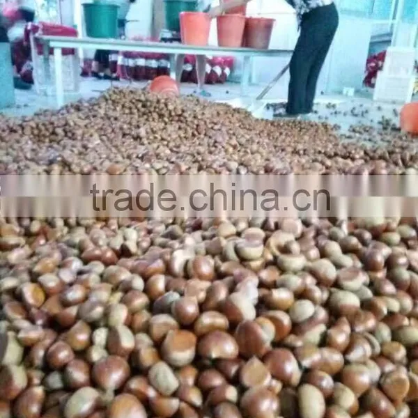 CHINESE CHESTNUTS/ COMMON CHESTNUTS photo-5