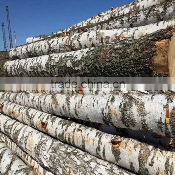 White Birch Korean Pine Larch photo-2