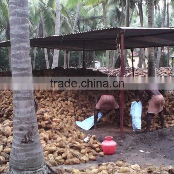 Matured Coconuts photo-2