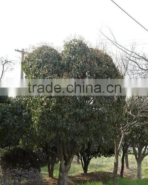 Ulmus Pumila L. Tree photo-2