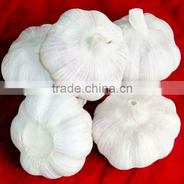 Fresh Garlic Global Foods Health Against Cancer