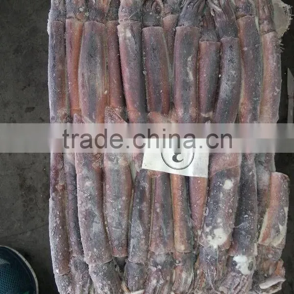 Whole Round Frozen Illex Squid photo-2