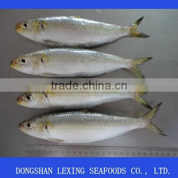 Frozen Sardine photo-2