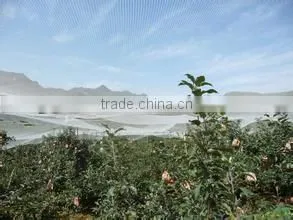 70GSM White Anti-hail Net for Vineyard ,greenhouse photo-2
