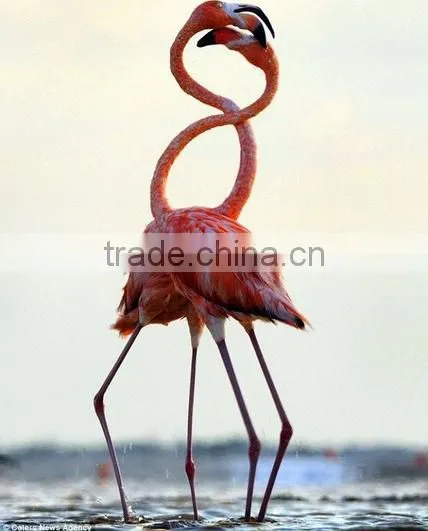 Hot Sell Living Room Pink Flamingo Animal Stretched Canvas Printing photo-2