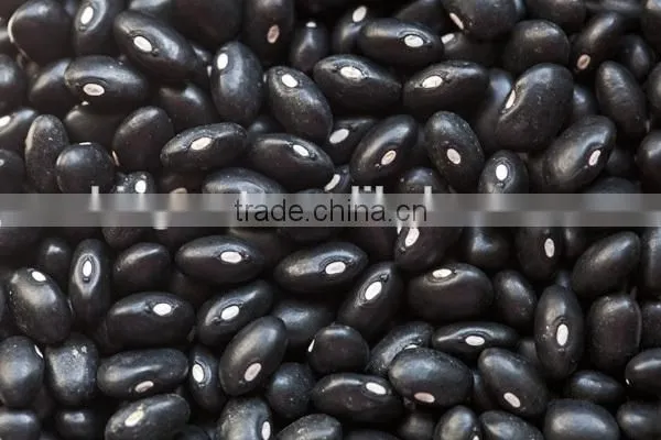 New Crop Kidney Beans, Black Beans With High Quality for Sale photo-6