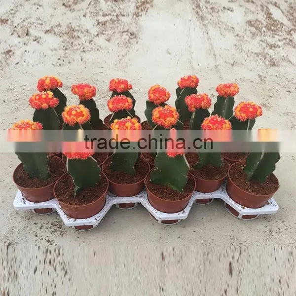 Indoor Wholesale Cactus Plants photo-4